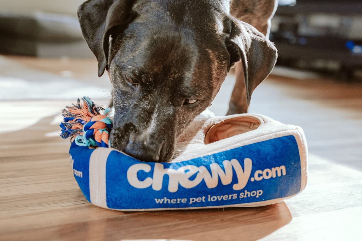 Lemmikloomahotellid ja pansionaadid